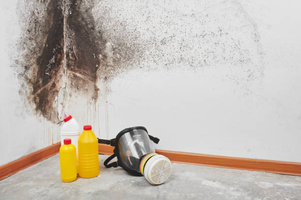 Best HVAC Mold Remediation in Ellicott City, MD