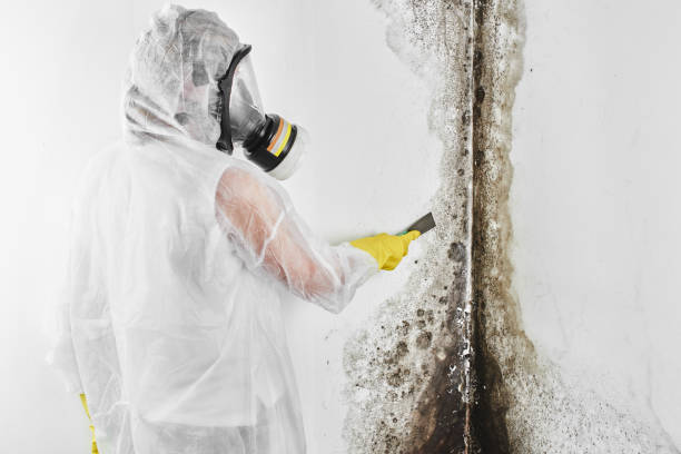 Best Attic Mold Remediation in Ellicott City, MD