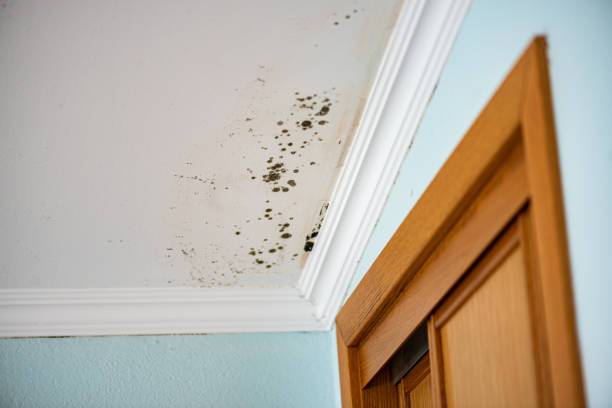 Best DIY Mold Remediation Support Services in Ellicott City, MD