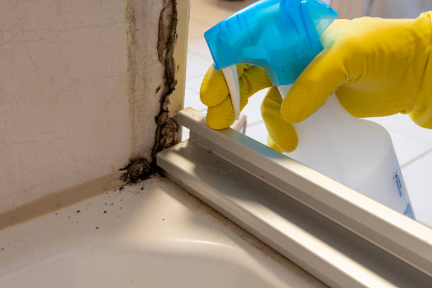 Best White Mold Remediation in Ellicott City, MD