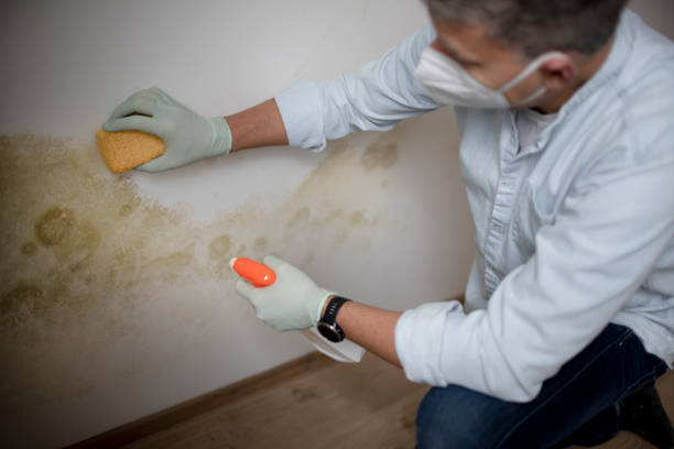 Best DIY Mold Remediation Support Services in Ellicott City, MD