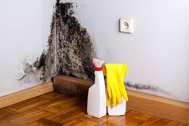 Best Insurance-Related Mold Remediation in Ellicott City, MD
